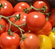 siguen aumentando exportaciones de tomate